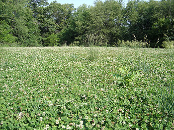 food-plots-001.jpg (63541 bytes)