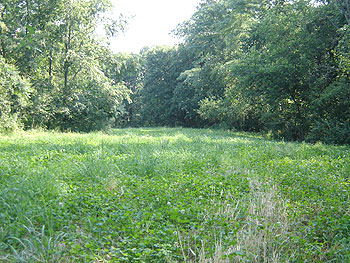 food-plots-008.jpg (55431 bytes)