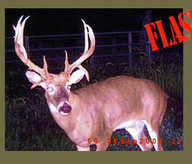 monster bucks